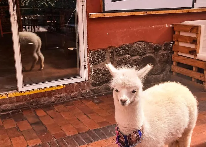 Loki * Cusco